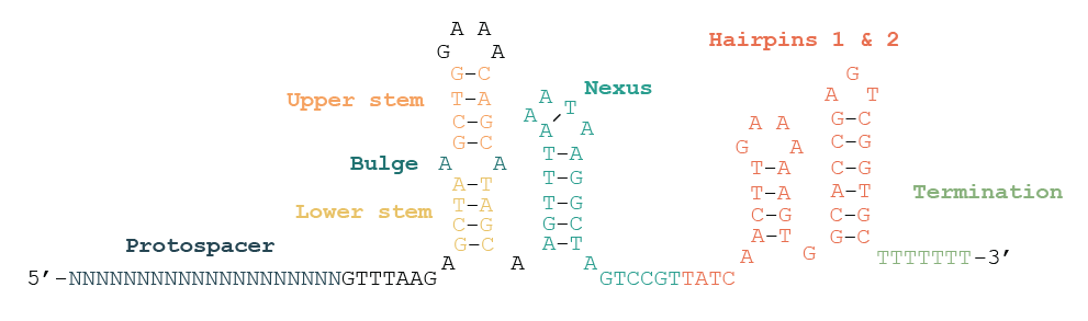 sgRNA Library Structure