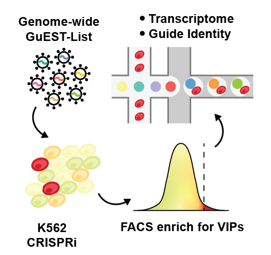 sgRNA Library Structure